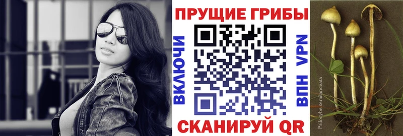 Псилоцибиновые грибы Psilocybine cubensis  наркошоп  Вяземский 